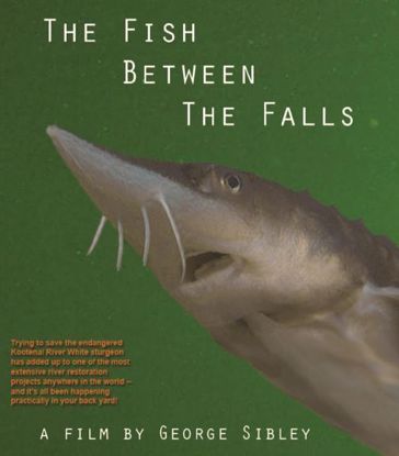 Picture of The Fish Between the Falls: The Kootenai River White Sturgeon (DVD)