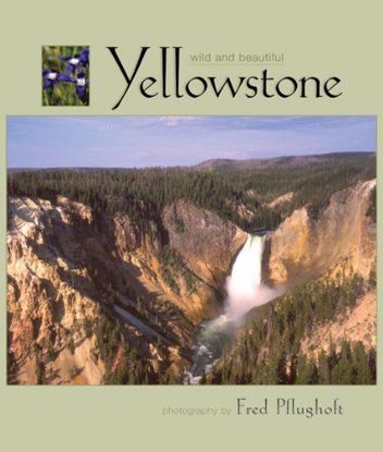 Picture of Yellowstone Wild and Beautiful