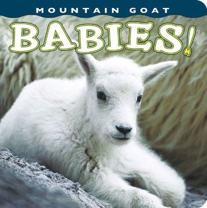Picture of Mountain Goat Babies!