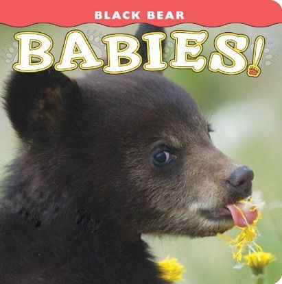 Picture of Black Bear Babies!