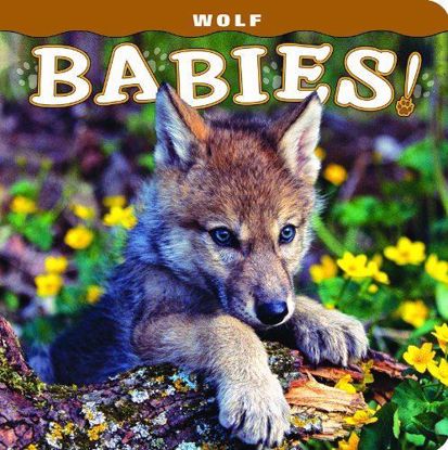 Picture of Wolf Babies!