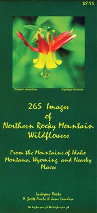 Picture of 265 Images of Northern Rocky Mountain Wildflowers
