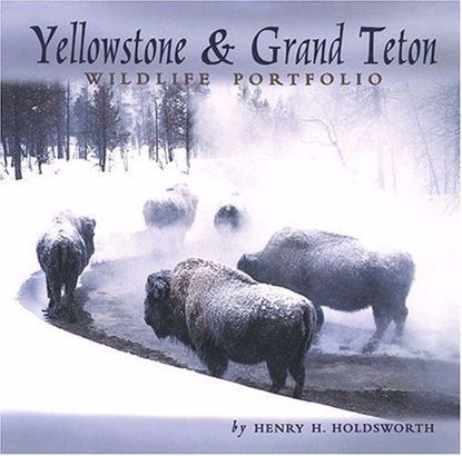 Picture of Yellowstone & Grand Teton Wildlife Portfolio (softcover)
